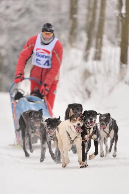 Janovičky patřily musherům a jejich psům