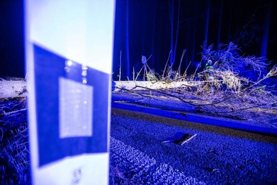 "Tragickým následkům dopravních nehod nejlépe zabrání prevence, nikoliv plošné kácení stromů," tvrdí nezisková organizace Arnika