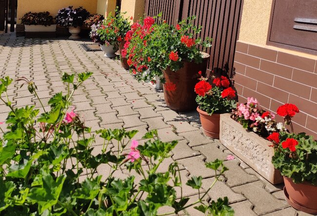 Police nad Metují: Rozkvetlé město 2024