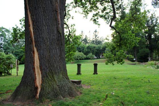 Do dubu v broumovské klášterní zahradě uhodil blesk