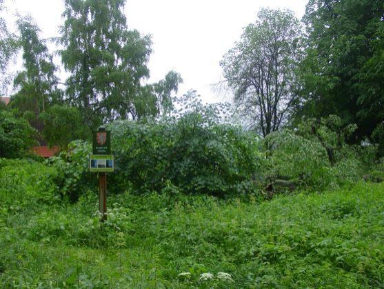 Památná Husitská lípa na Ostaši padla vichrem