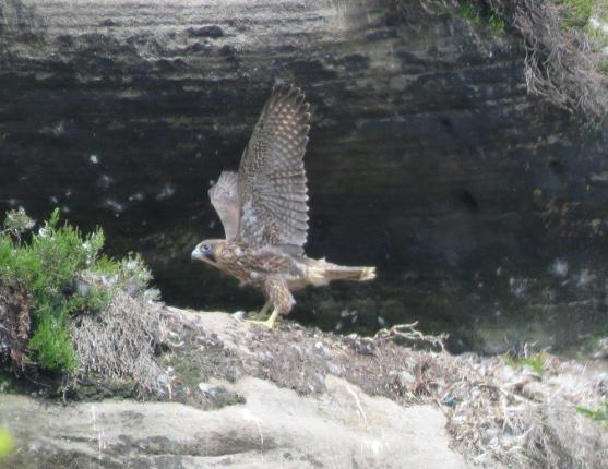 Mladí sokoli vylétli ze skal Broumovska