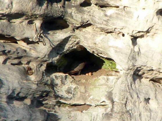 Hnízdění sokolů v Teplických skalách skončilo předčasně