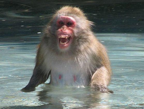 Zdoňovského makaka chytil jeden z místních obyvatel