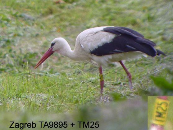 Na Broumovsko přilétl čáp až z Chorvatska