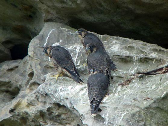 Sokoli v CHKO Broumovsko vylétli z hnízd
