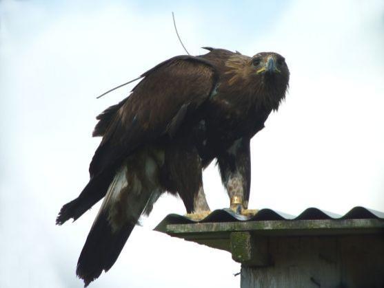 Orlice Tonička zalétla na Broumovsko