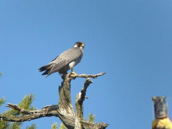 Rekordní počet hnízdících sokolů v CHKO Broumovsko. Letos poprvé i s pozorováním pro veřejnost