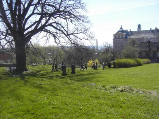 Dub v broumovské klášterní zahradě obsadil krásné 5. místo v anketě Strom roku 2011