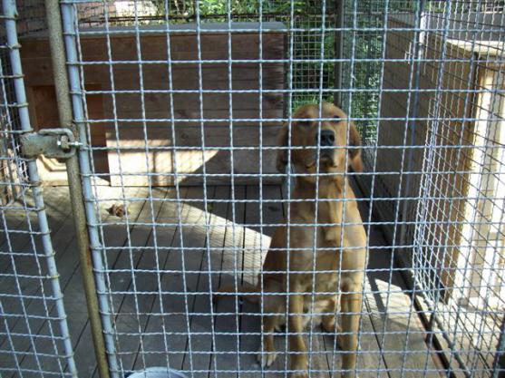 V Teplicích nad Metují hledají majitele zaběhlého psa