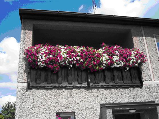 Absolutní vítězkou 1. ročníku soutěže Rozkvetlý Broumov se stala Jana Francová