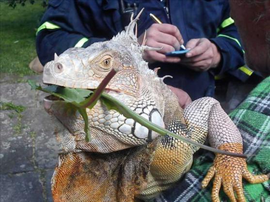 V Polici nad Metují se procházel leguán