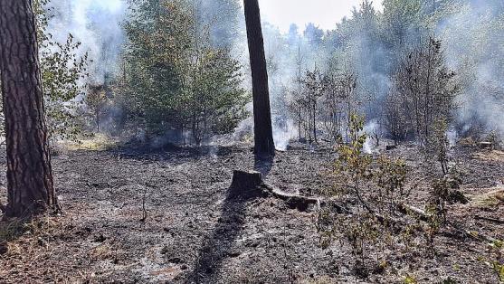 V Teplicích hořelo pole, v Božanově les
