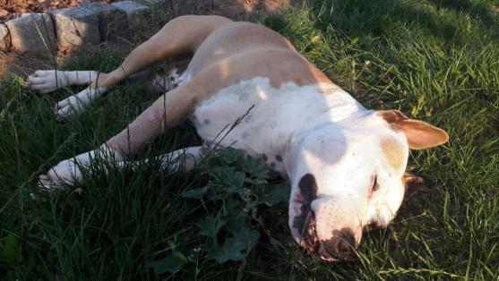 Druhý případ otráveného psa v Broumově!