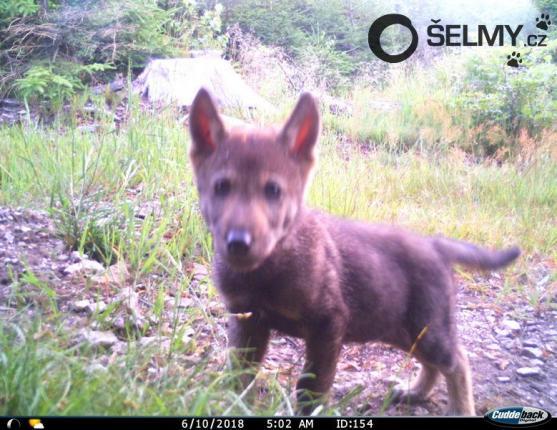 Na Broumovsku se třetí rok po sobě narodila vlčata