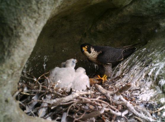 Pět mladých sokolů létá nad Broumovskem