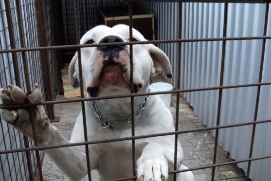 Broumovský útulek vyhlásil finanční sbírku pro psího nešťastníka