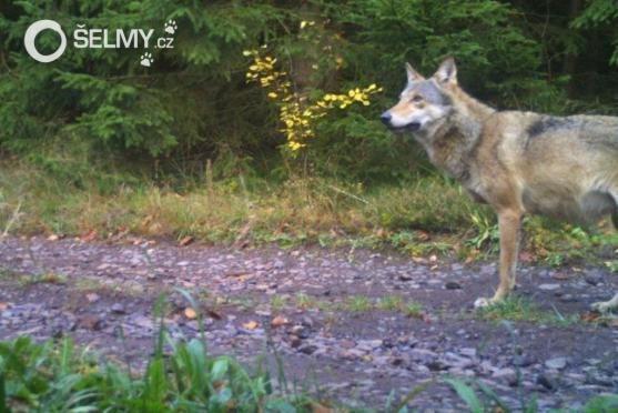 Na Broumovsku se druhý rok po sobě narodila vlčata