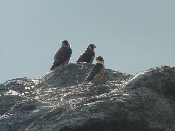 Tři sokolí mláďata z Teplických skal se vydala do světa