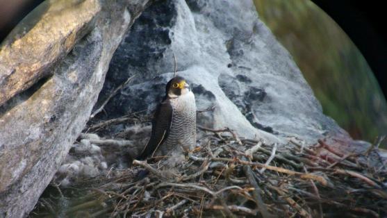 Sokoli si zamilovali skalní vyhlídky v CHKO Broumovsko