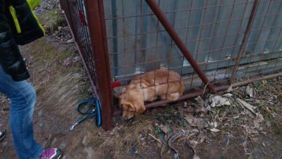 V broumovském útulku zachránili psa. Po majiteli pátrají