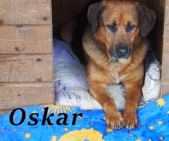 Broumovským útulkem prošlo v loňském roce 186 psů a 25 koček