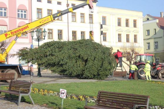 Broumovský vánoční strom je na místě. Rozsvítí se v neděli