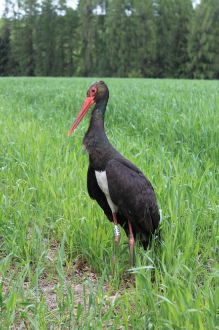 Černý čáp znovu létá nad Vlásenkou
