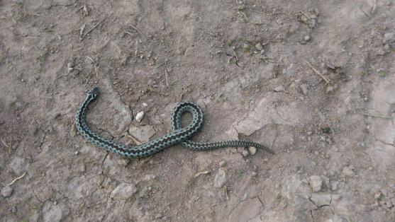 S příchodem teplého počasí začínají být aktivní hadi