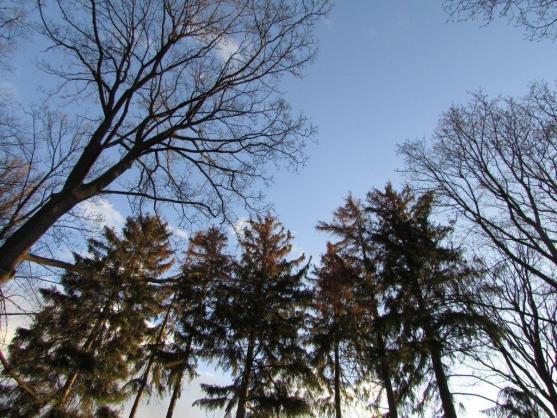 V broumovském Schrollově parku je nutné pokácet sedm smrků ztepilých