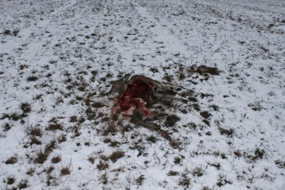 Vlci na Broumovsku pravděpodobně ulovili laň. Zřejmě jich je více