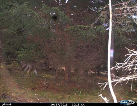 Vlka na Broumovsku zachytila fotopast