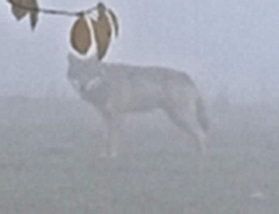 Odborníci budou zkoumat, zda se na Broumovsku skutečně pohybuje vlk