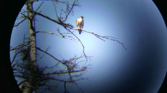 Začalo pozorování hnízdících sokolů v Teplických skalách