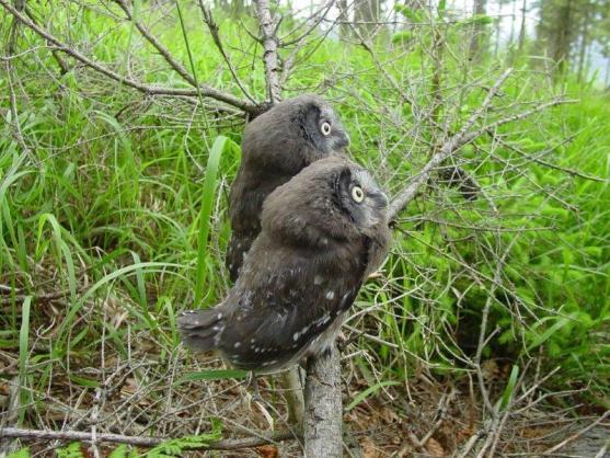 Podpora hnízdění dravců a sov v CHKO Broumovsko