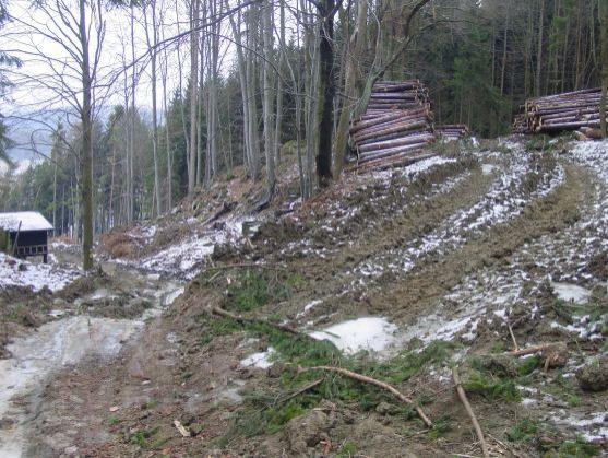 Česká inspekce životního prostředí uložila vysoké pokuty za nešetrnou lesní těžbu