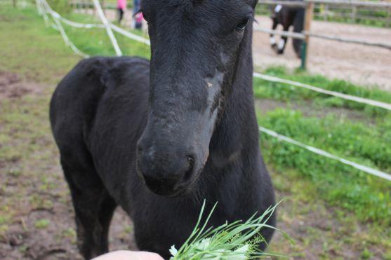 Hříbě má své jméno. Na křtu zahrají Zelenáči