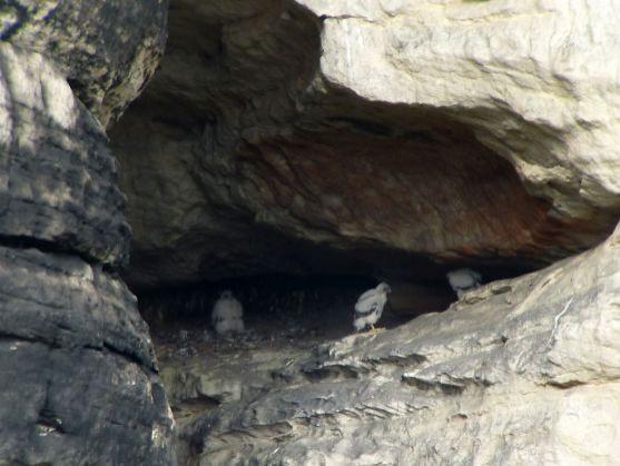 Sokoli v Teplických skalách ukončili hnízdění předčasně