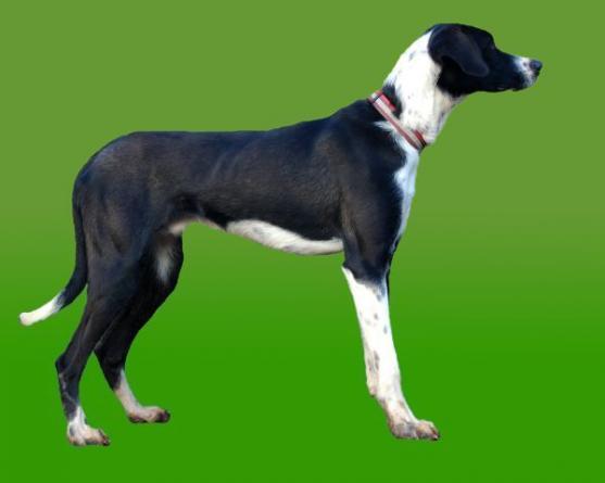 Při závodech psích spřežení se ztratil pes. Někdy podobné případy končí šťastně