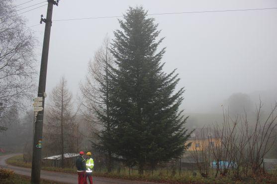 Broumovský vánoční strom je z Šonova