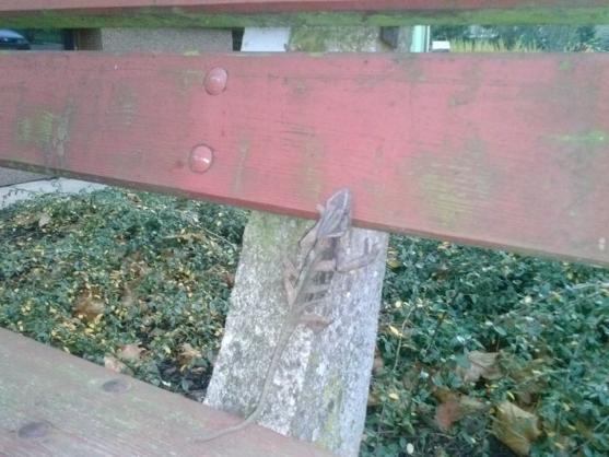 Na broumovském sídlišti se našel chameleón