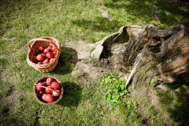 Bude jabloň u Lidmanů z Machova Stromem roku? Stovky štrúdlů mohou rozhodnout 