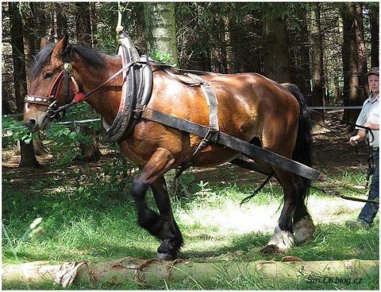 V Martínkovicích soutěžili koně ve třech disciplínách