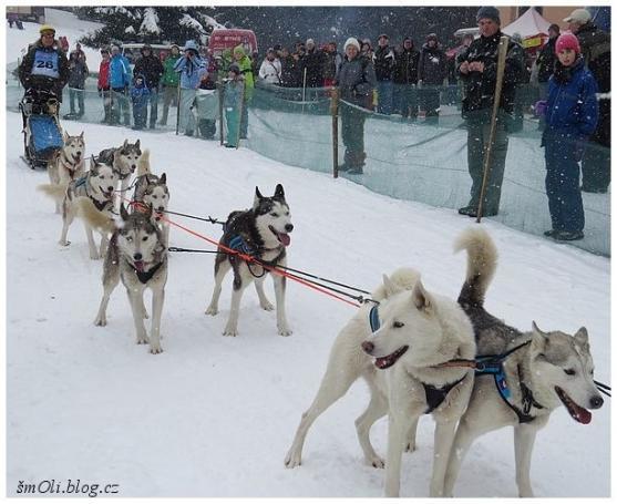 O víkendu běhali na Janovičkách sibiřští husky, aljašští malamuti, samojedi či grónští psi