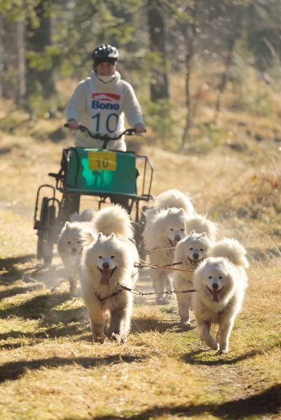 Letos se se psy běhalo a jezdilo na kárách, koloběžkách a kolech