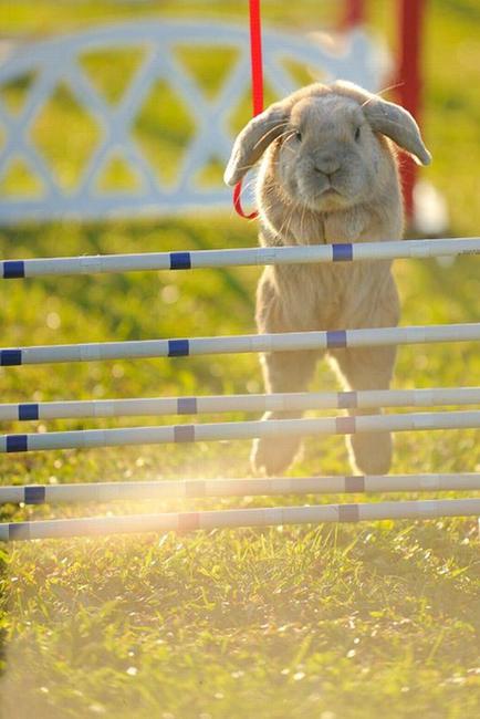 Králíci z Broumova uspěli na Grand Prix v Poděbradech