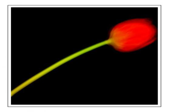 Zlomek z tvorby členky Královské fotografické společnosti