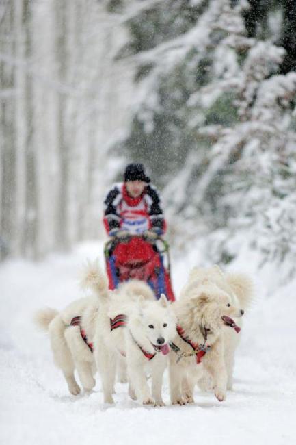Na závody psích spřežení se na Janovičky u Broumova přišlo podívat 3 000 diváků