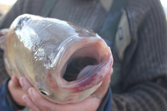 Ryby z rybníku v Hejtmánkovicích lovili hasiči