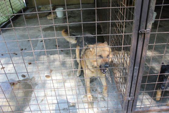 V broumovském psím útulku čeká na nové majitele dvanáct psů